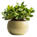 Garden & Outdoor icon